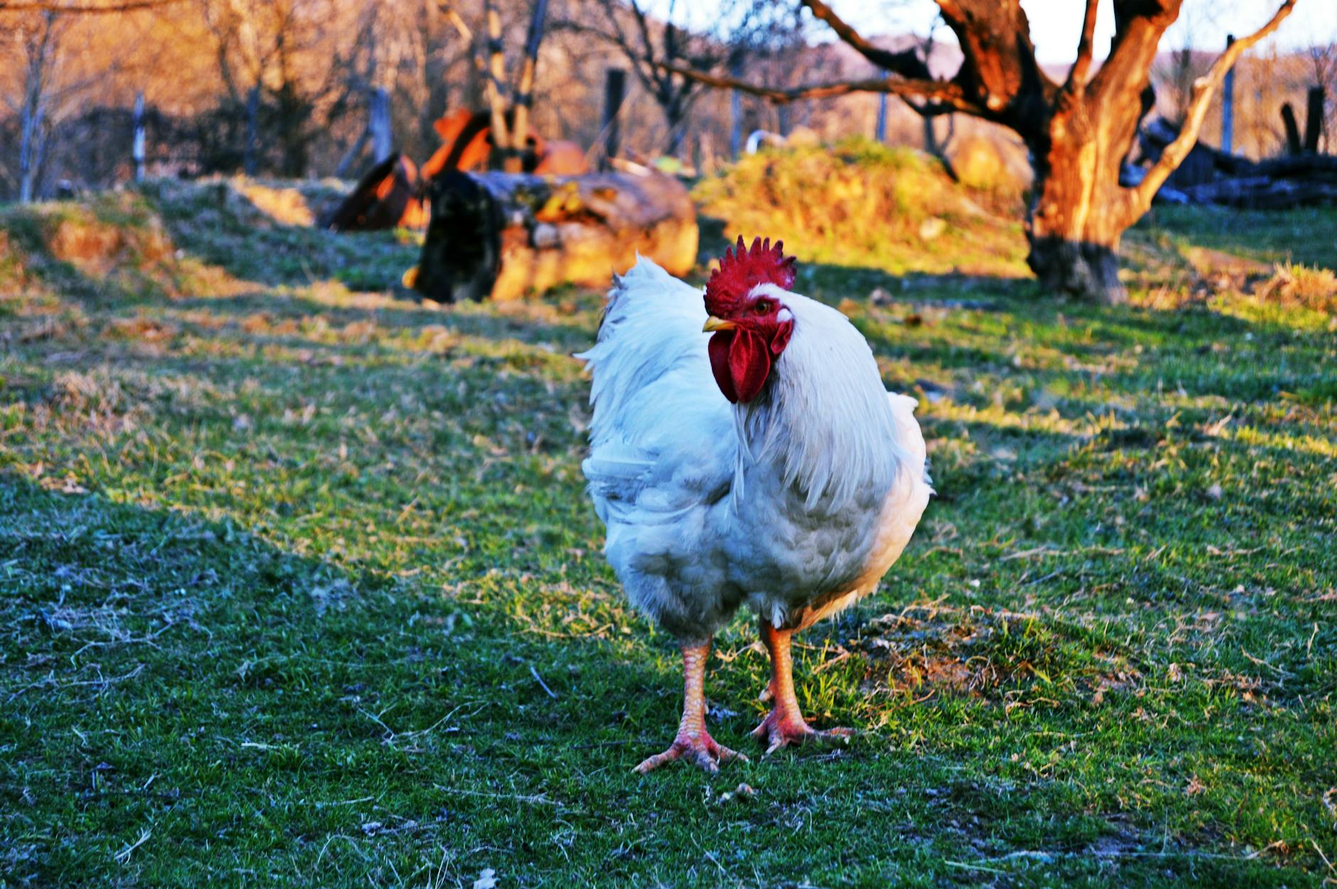 white rooster on green grass field