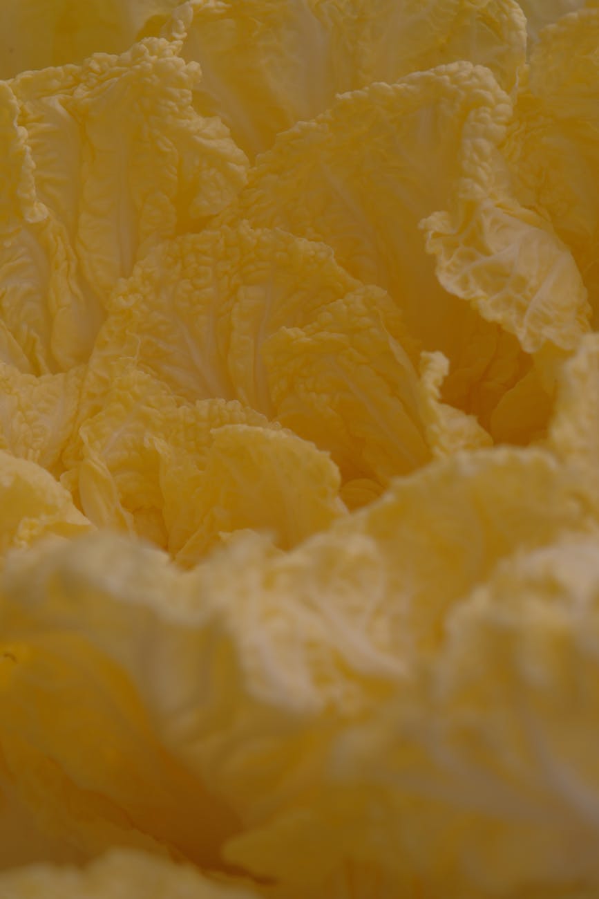 close up of fresh yellow chinese cabbage