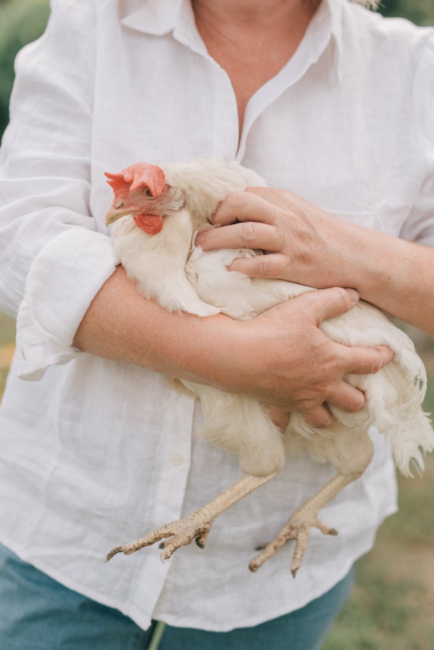 a person holding white chicken